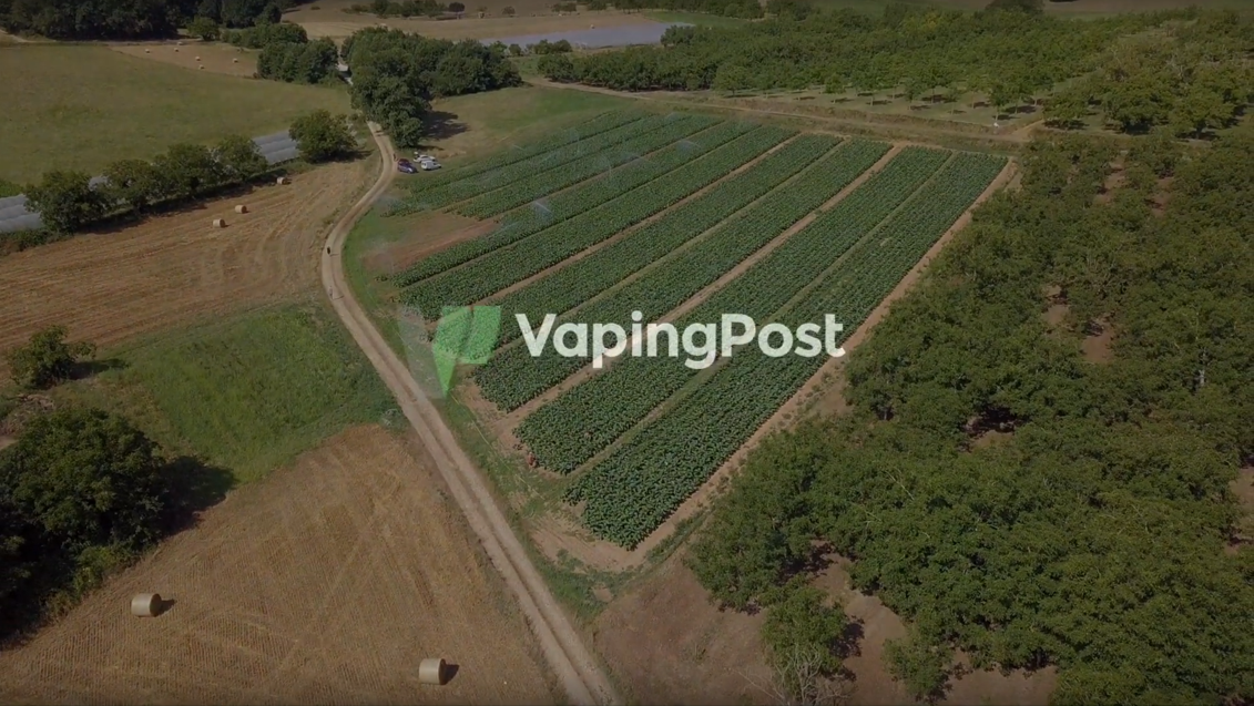 Vaping Post dévoile Ce tabac ne sera jamais fumé