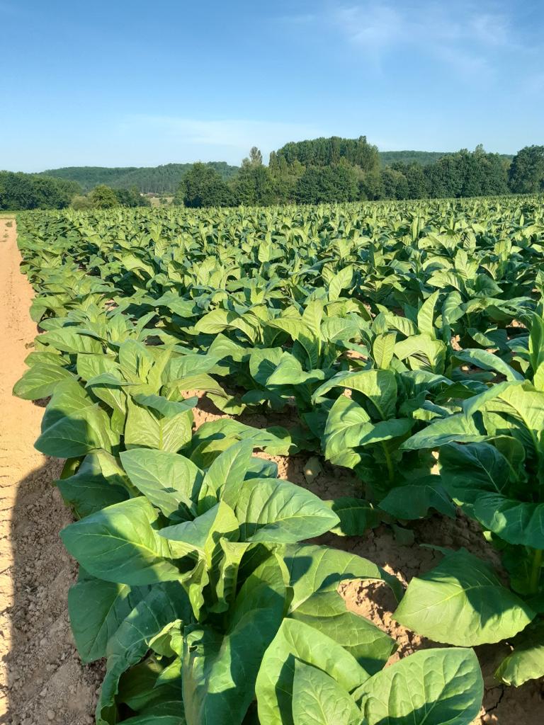tabac limeuil